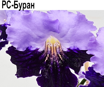 РС-Буран (Репкина)