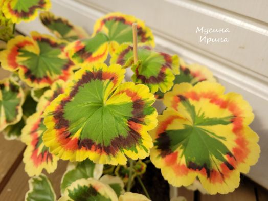 Golden Wedding № 0750