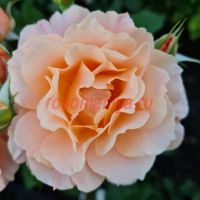 Бордюр Абрико (Bordure Abricot)