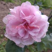 Доктор Теодор Цвигарт (Dr Theo Zwygart)