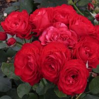 Доминика (Dominica)