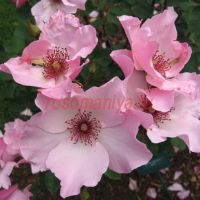 Дэйнти Бесс (Dainty Bess)