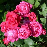 Кэптен Сэмюэль Холланд (Captain Samuel Holland)