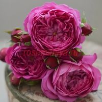 Картоннаж (Cartonnage)