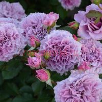 Колин Крейвен (Colin Craven)