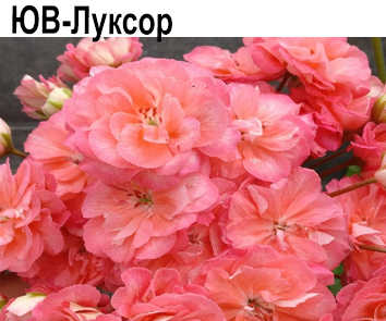 Пеларгония розебудная ЮВ-Луксор