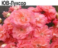 ЮВ-Луксор