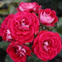 Коразон (Corazon)