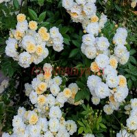 Лемон Рамблер (Lemon Rambler)