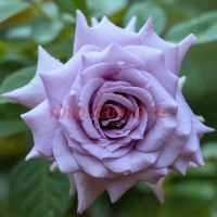 Лилиенталь (Lilienthal)