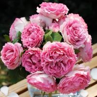 Силк Гармент (Silk Garment)