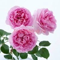 Мэйд Марион (Maid Marion)