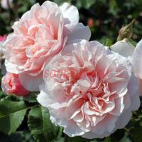 Эйфельзаубер (Eifelzauber)