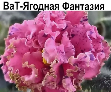 ВаТ-Ягодная Фантазия (Валькова)  НОВИНКА КАТАЛОГА