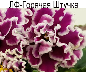 ЛФ-Горячая Штучка (Федосеева)   НОВИНКА КАТАЛОГА