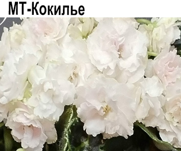 МТ-Кокилье (Толиева) НОВИНКА КАТАЛОГА