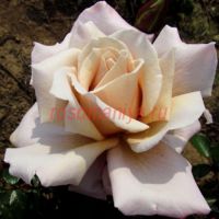 Сомезин Дифферент (Something Different)