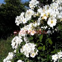 Розалита (Rosalita)