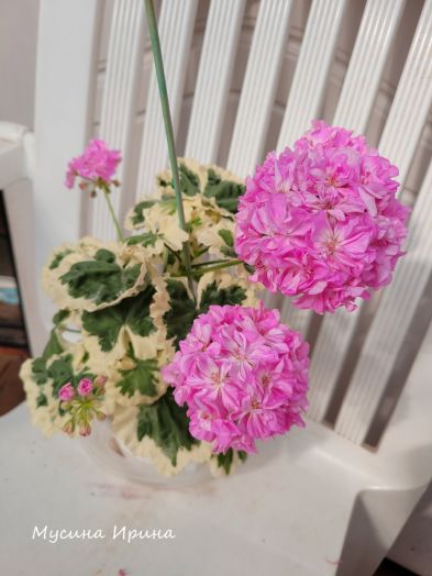 Silver Shadow № 0759