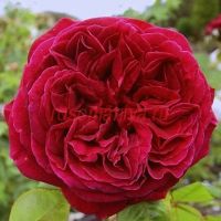 Зе Сквайр (The Squire)