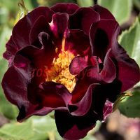 Рут 66 (Route 66)