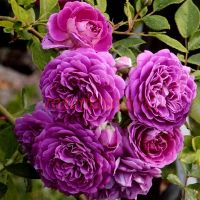 Старлет – Роз Мелина (Starlet-Rose Melina)