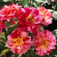 Эдгар Дэга (Edgar Degas)