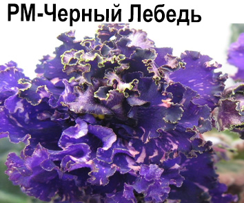 РМ-Черный Лебедь (Скорнякова)  НОВИНКА КАТАЛОГА