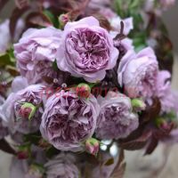 Ривери (Réverie)