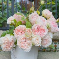 М-Персик (M-Perzik)