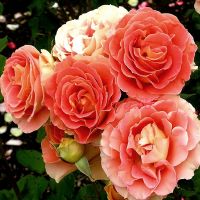 Брасс Бэнд (Brass Band)