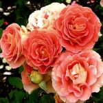 Брасс Бэнд (Brass Band)