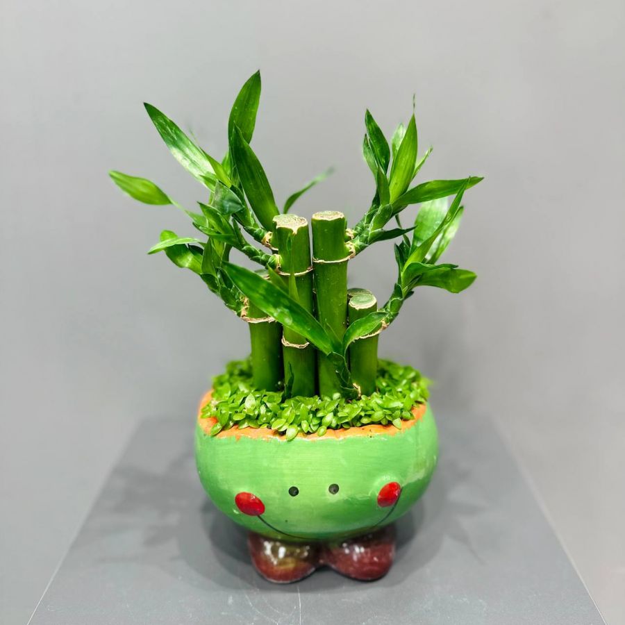 Бабмук Small Forest в керамическом горшке