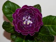 ЕН-Бегущая по Волнам (сел.Е.Николаева) Новинка 2025!