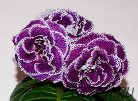 ЕН-Роялти (сел.Е.Николаева)