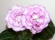 ЕН-Седовласый Ангел (сел.Е.Николаева)