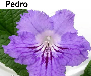 Pedro (Клешински)