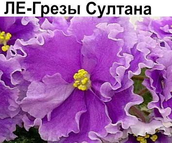 ЛЕ-Грезы Султана (Лебецкая)