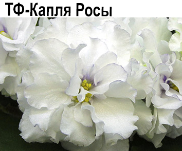 ТФ-Капля Росы (Фурлетова). НОВИНКА КАТАЛОГА