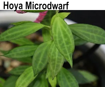 Hoya Microdwarf