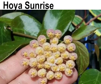 Hoya Sunrise