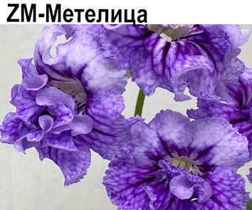 ZM-Метелица