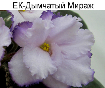 ЕК-Дымчатый Мираж (Коршунова)