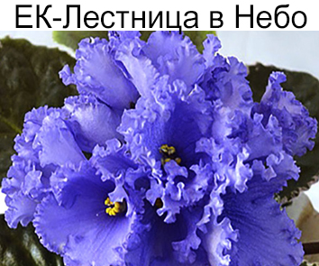 ЕК-Лестница в Небо (Коршунова)  НОВИНКА