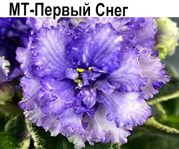 МТ-Первый Снег (Тотиева)