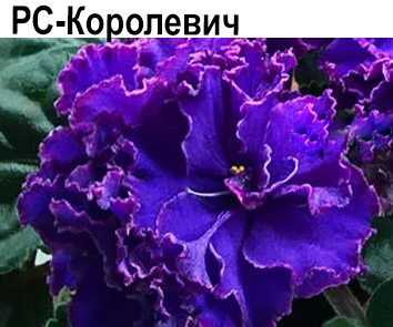 РС-Королевич (Репкина)