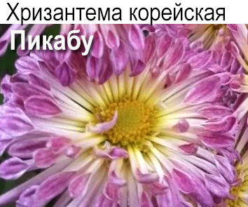 Хризантема корейская Пикабу