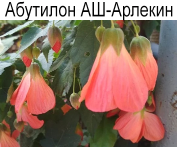 Абутилон АШ-Арлекин