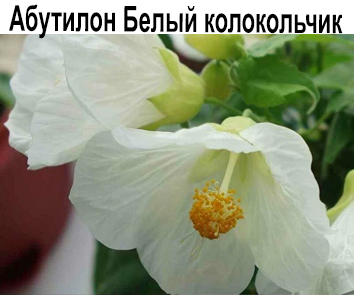 Абутилон Белый колокольчик
