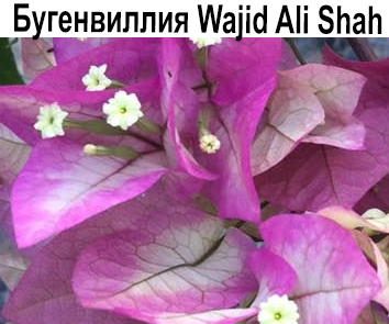 Бугенвиллия Wajid Ali Shah  HOВИНКА КАТАЛОГА